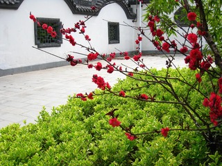 红梅，小叶黄杨，古建筑IMG_3866