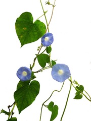 牵牛花，喇叭花S6001239