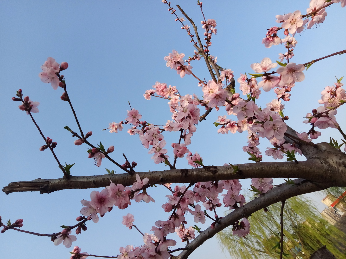 春意盎然勃生机