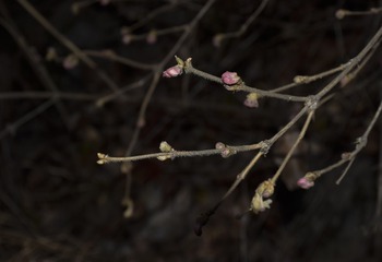 _DSC0077