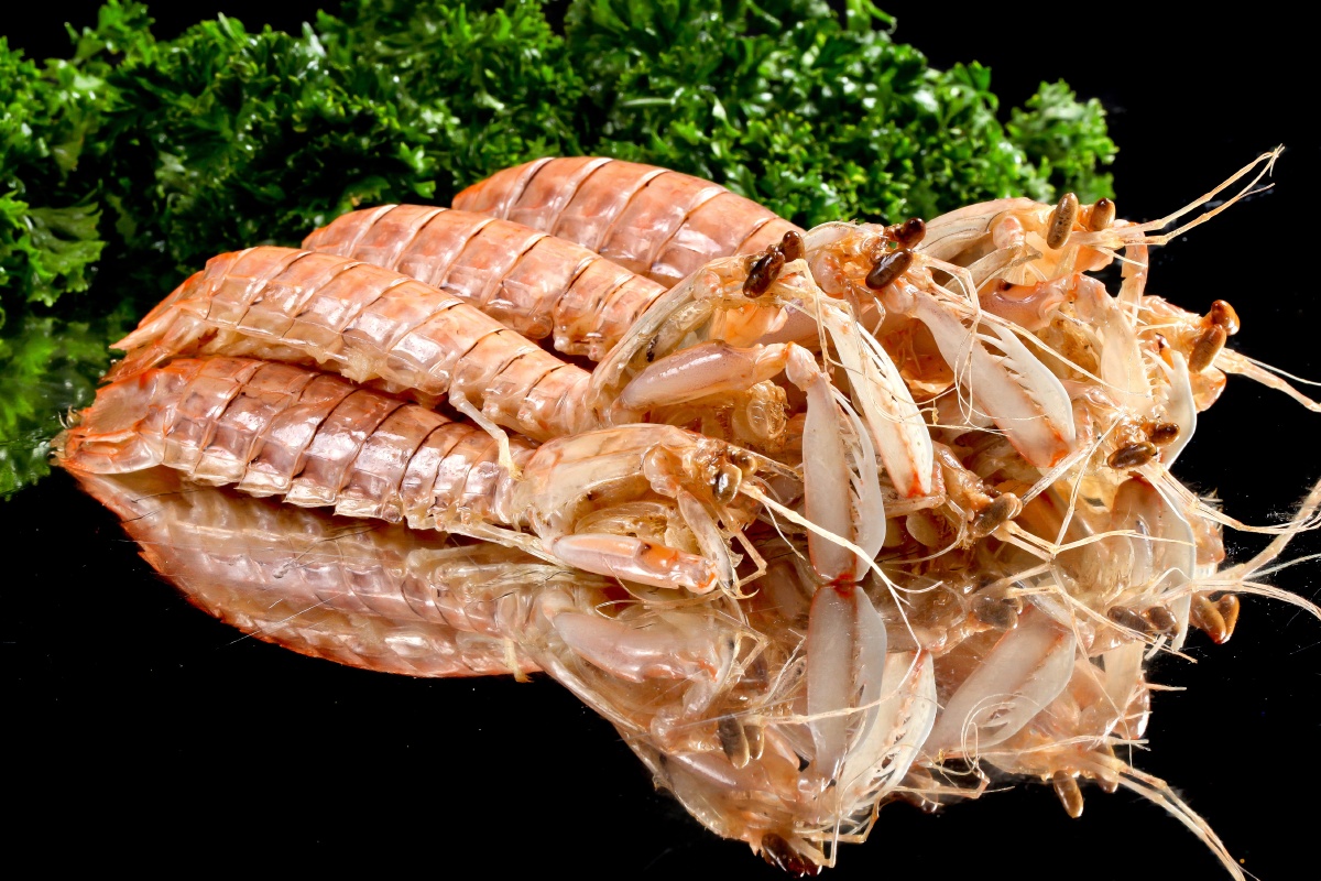 皮皮虾 - 唐唐风 - 图虫