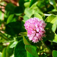 DSCF0688