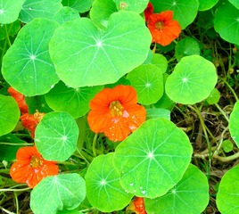 P7130037