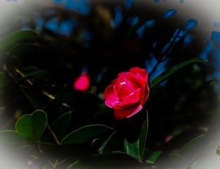 DSCF1277
