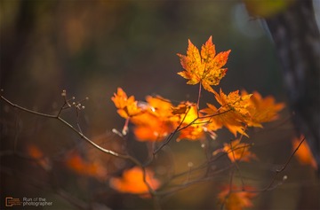 _DSC6341