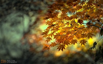 _DSC6349
