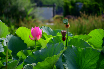 DSC_8226 拷贝