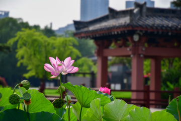 DSC_8228 拷贝