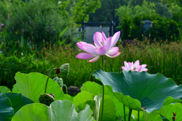 DSC_8224 拷贝