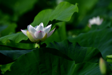 DSC_8249 拷贝