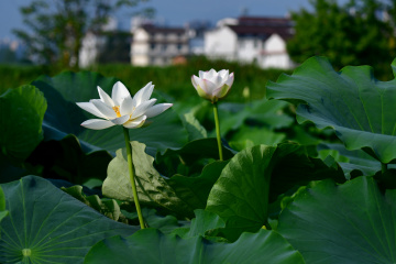 DSC_8245 拷贝