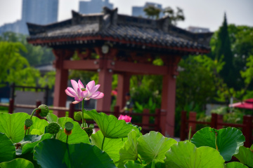 DSC_8227 拷贝