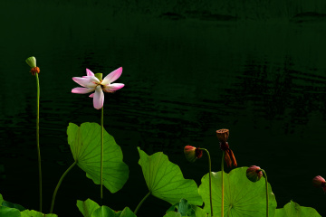 DSC_8232 拷贝