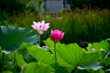 DSC_8223 拷贝