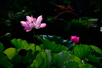 DSC_8229 拷贝