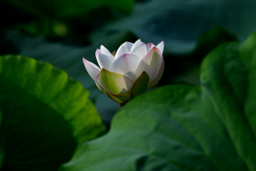 DSC_8248 拷贝