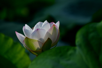 DSC_8247 拷贝