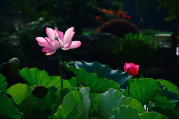 DSC_8229 拷贝1