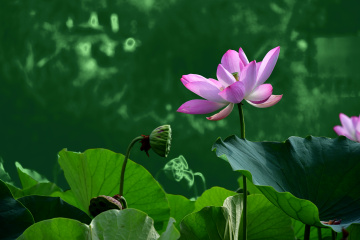 DSC_8231 拷贝