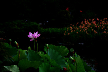 DSC_8234 拷贝