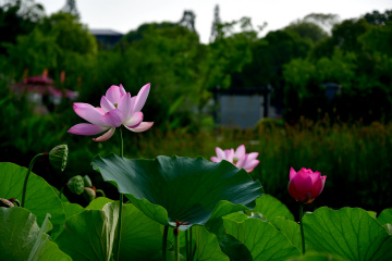 DSC_8222 拷贝
