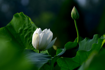 DSC_8243 拷贝