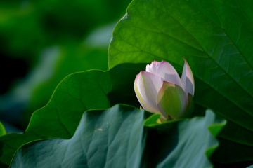 DSC_8246 拷贝