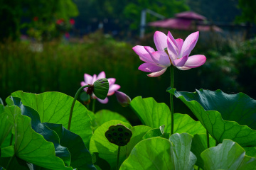 DSC_8225 拷贝