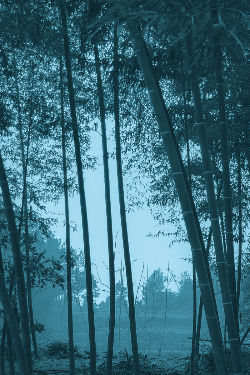 迷雾竹林