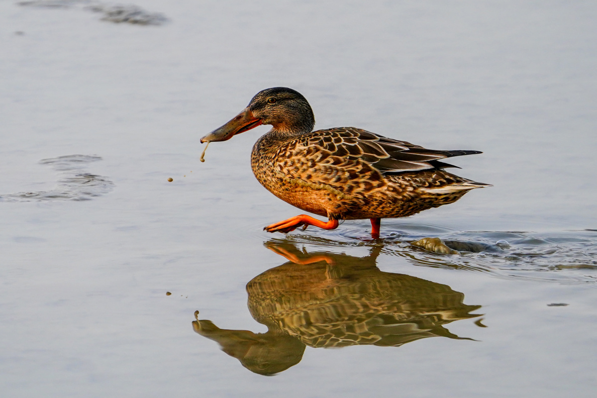 旌湖上的琵嘴鸭