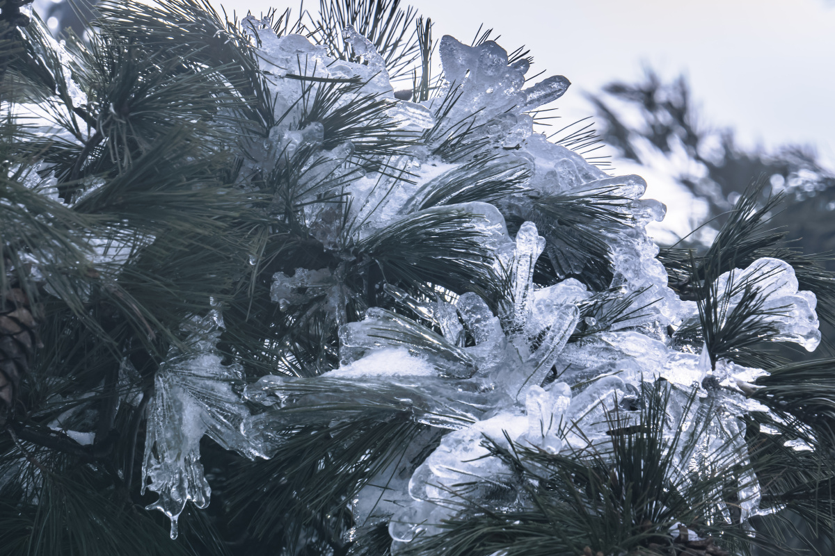 这张天空必须要分享抓拍#松树冬季常绿树雪冷#针叶树冰还没有人打赏