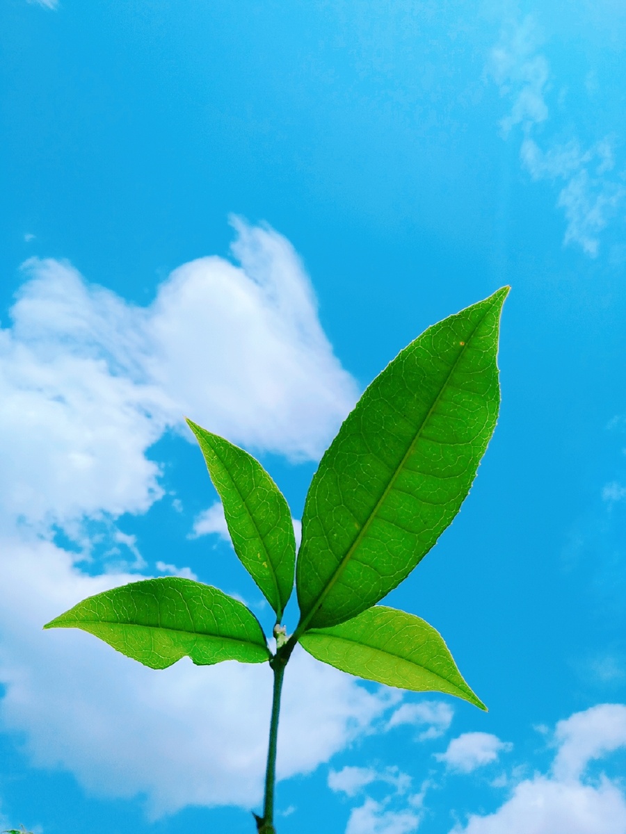 7777: 人间值得 万物可期 #夏天 - 云朵是白色