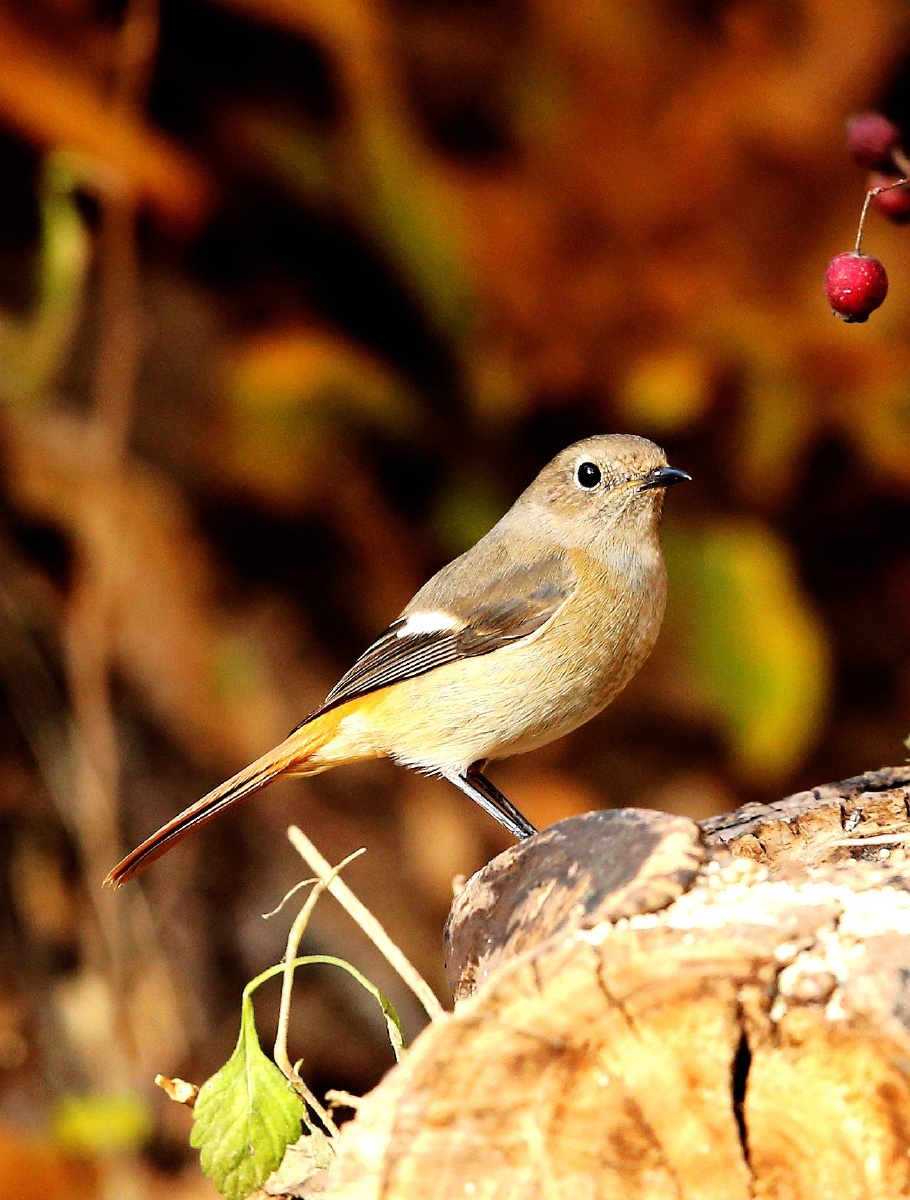 秋天林鸟欢悦鸣啼