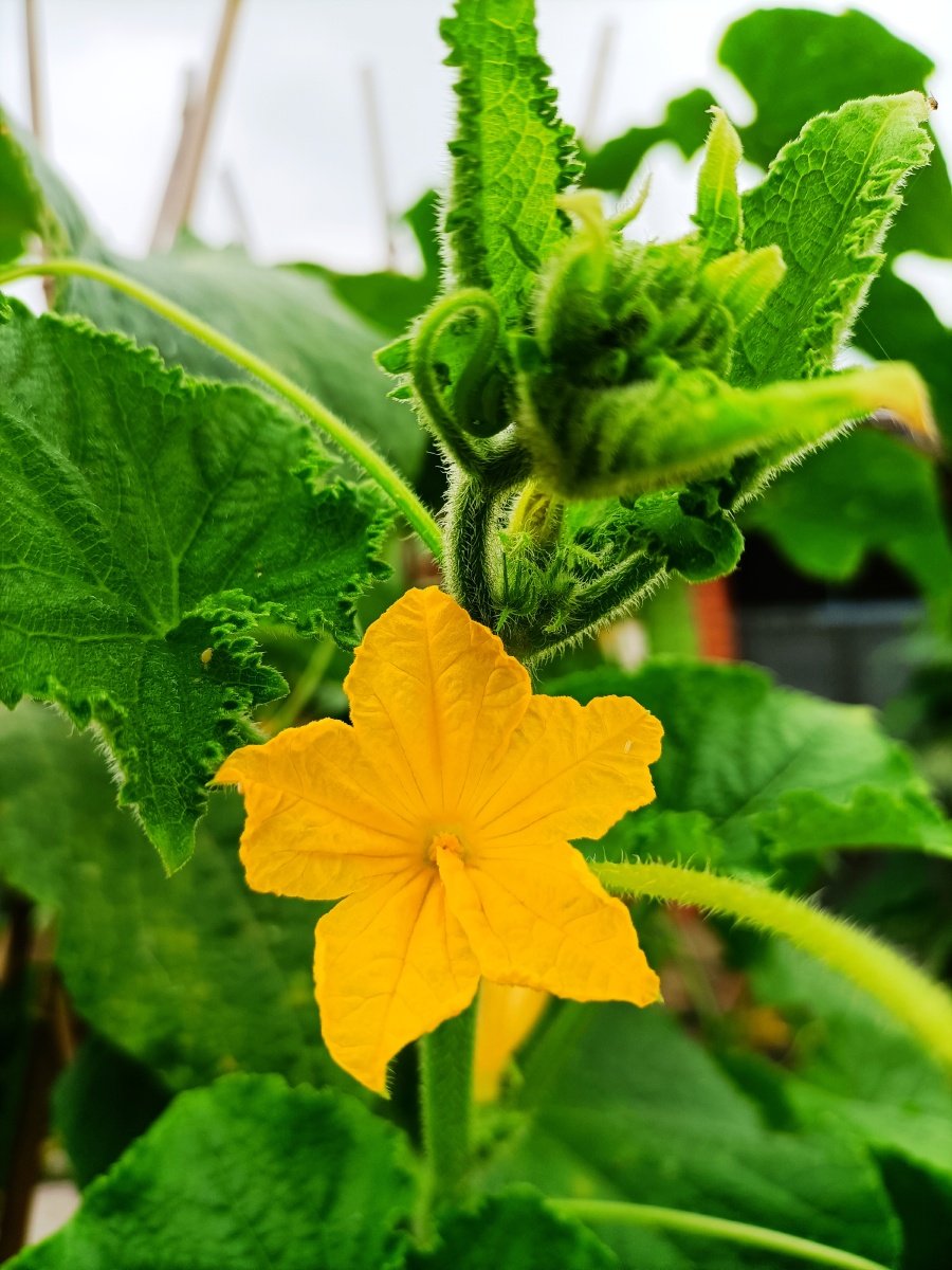 黄瓜花