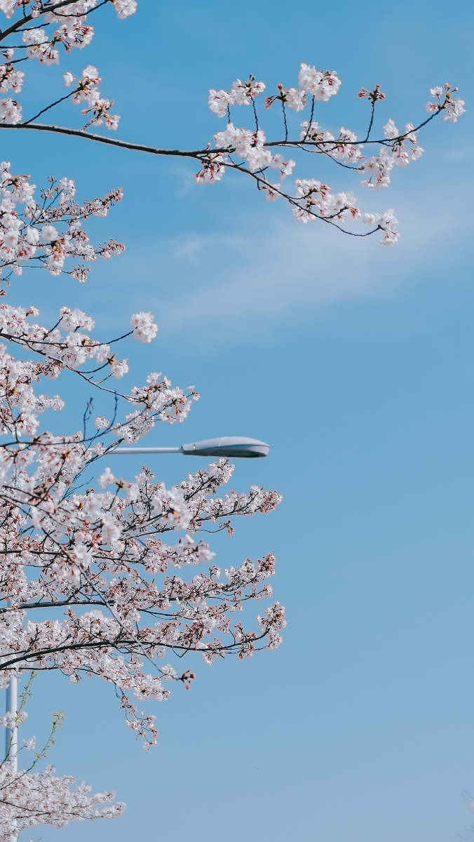 淮安映像春天的樱花园