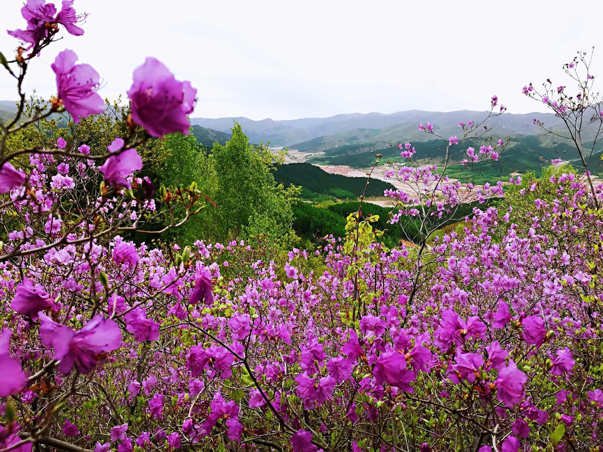 杜鹃花开映山红