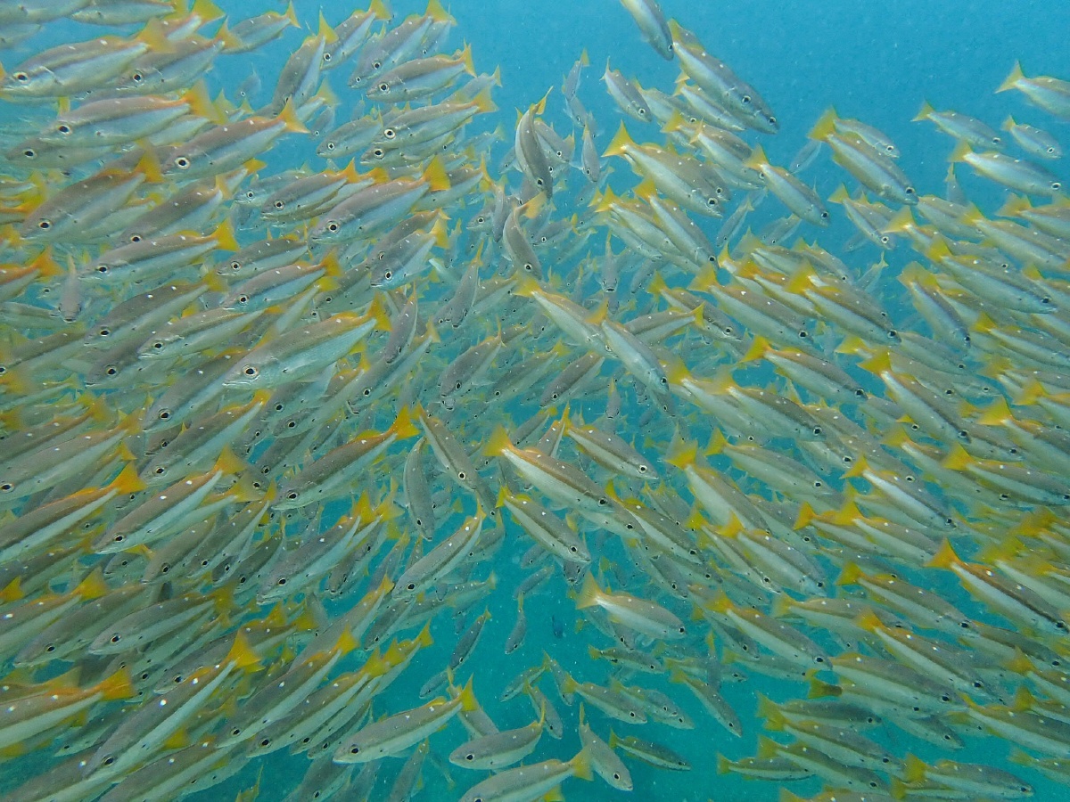 小黄鱼群?