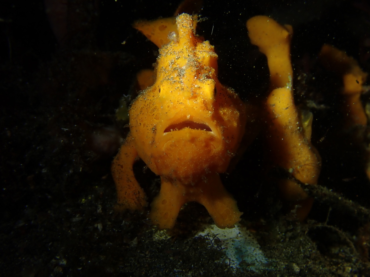 用鳍在水中游"走"的——青蛙鱼