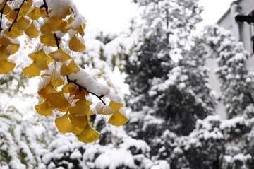 银杏与白雪共舞