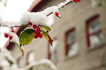 雪中几点红
