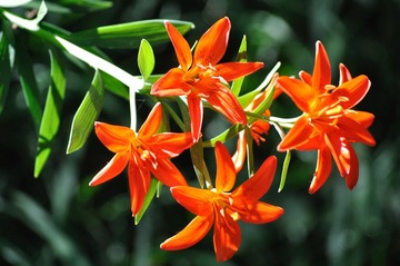 生如夏花