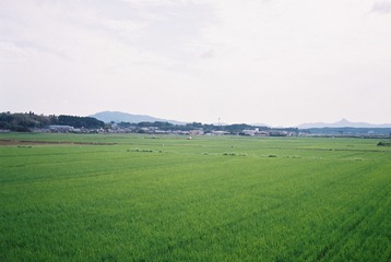 1409516