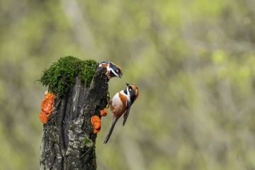 DSC_9973-3