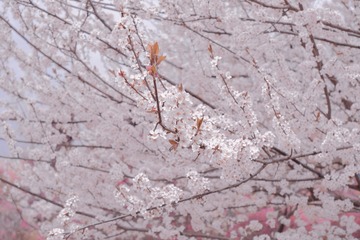 A7DFC1D2-6EEB-46B6-AF2A-8EB5975D75DF/L0/001