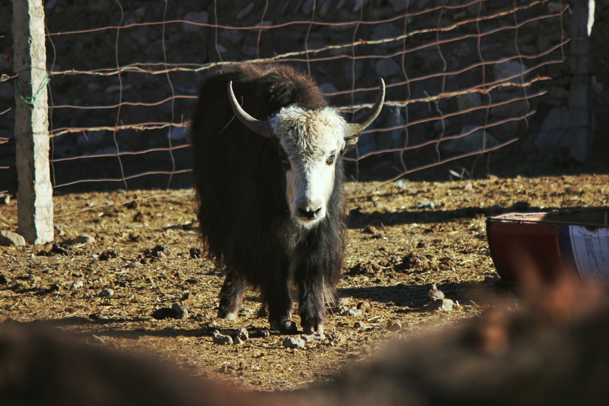 牦牛就是高原孩子的宠物