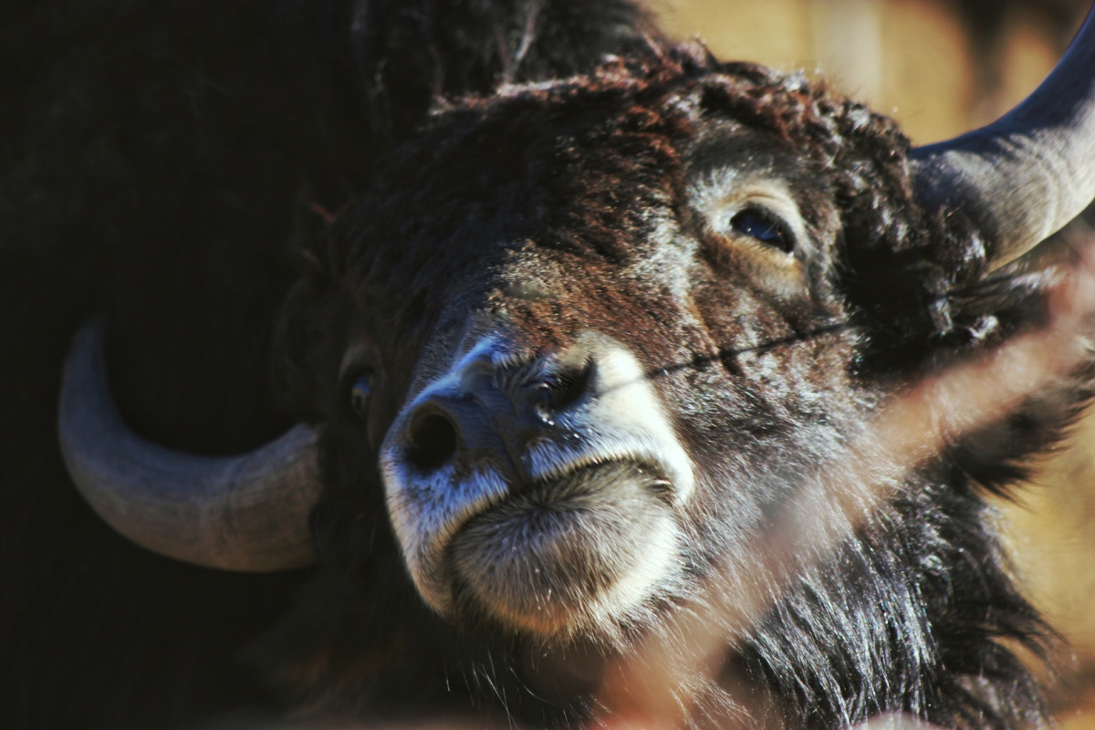 牦牛就是高原孩子的宠物