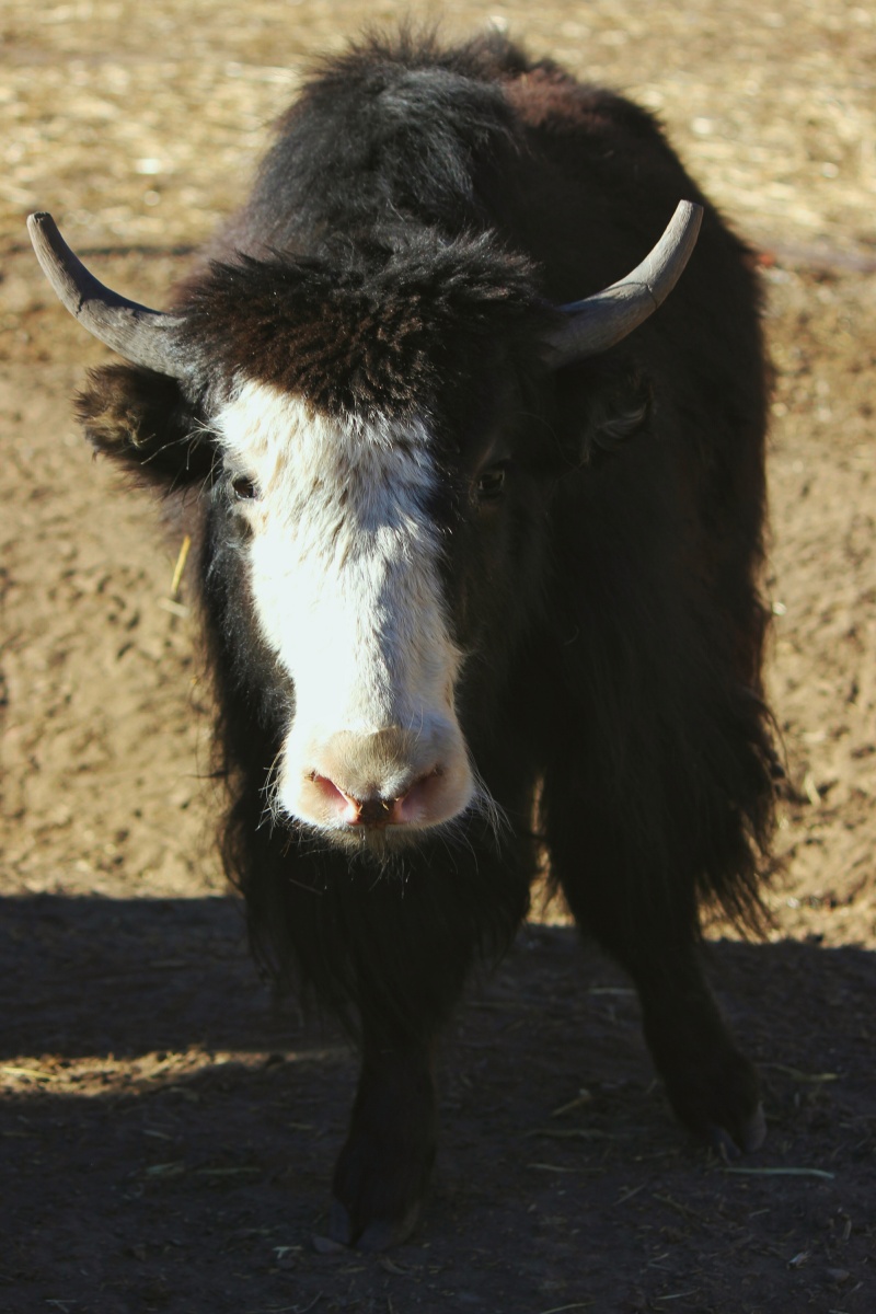 牦牛就是高原孩子的宠物