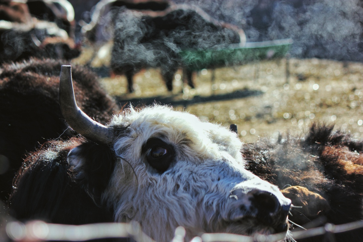 牦牛就是高原孩子的宠物