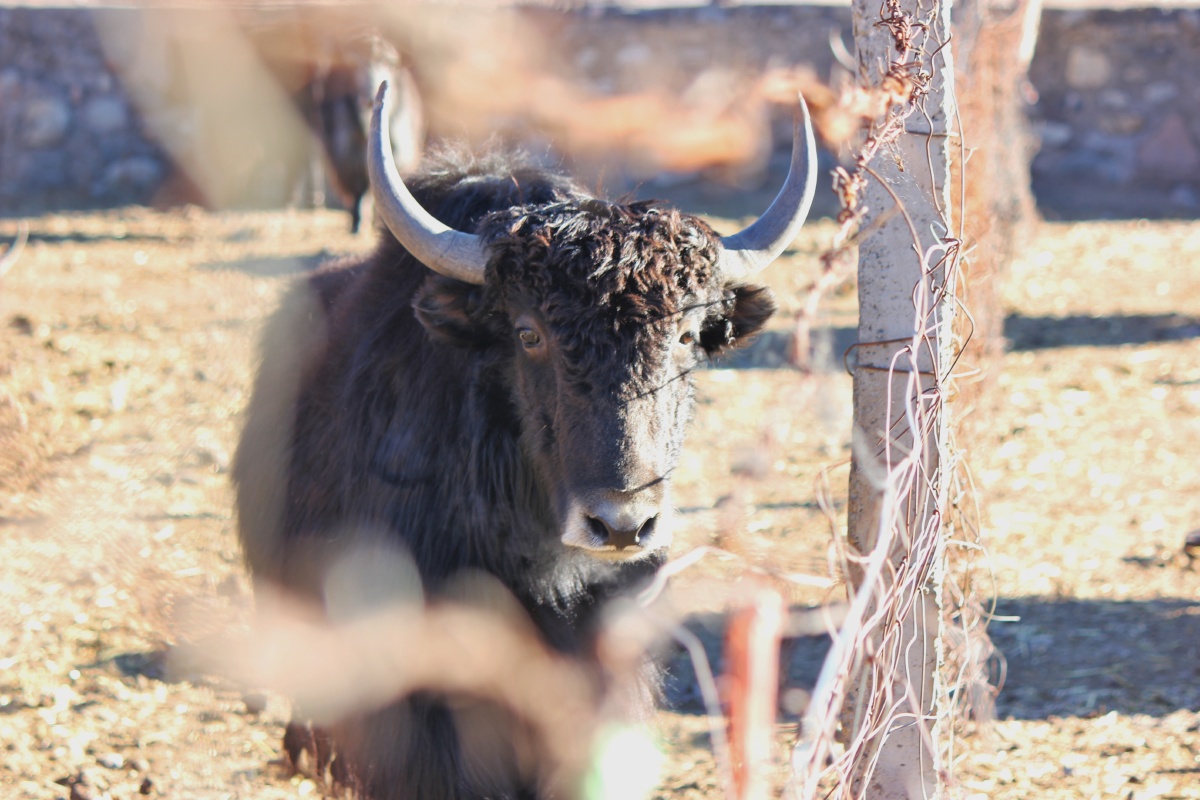牦牛就是高原孩子的宠物