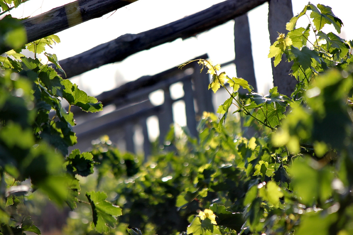 绿油油的葡萄藤